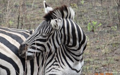 Durban day Safari to Hluhluwe Imfolozi Big 5 Game reserve near Durban 19/9/2014