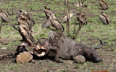 Safari Tour from Durban for 3 Days with Tim Brown Tours