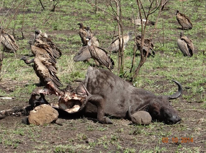 Safari Tour from Durban for 3 Days with Tim Brown Tours