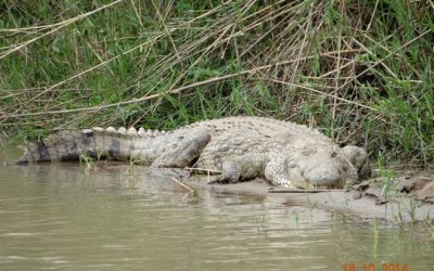 Durban Day Safaris – Hluhluwe Imfolozi game reserve 18th October 2014