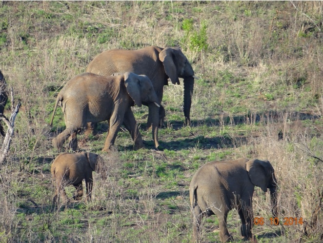 Virtual Safaris Elephants