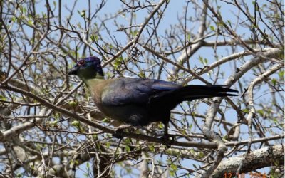 Durban Day Safari Tour – 12th October 2014