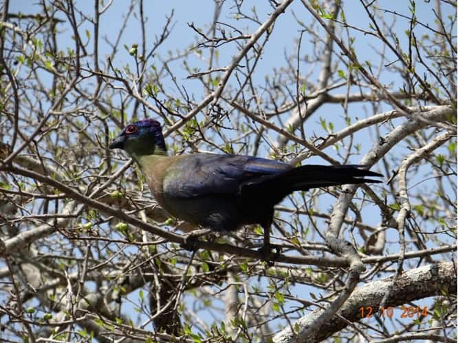 Durban Day Safari Tour – 12th October 2014