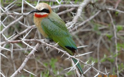 One Day Tour/Safari from Durban