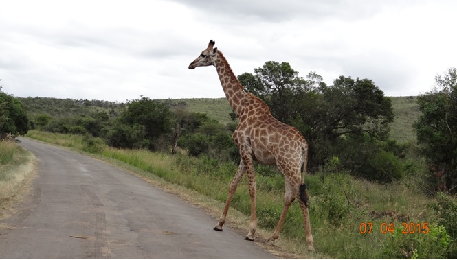 3 day safari from Durban; Giraffe crossing road