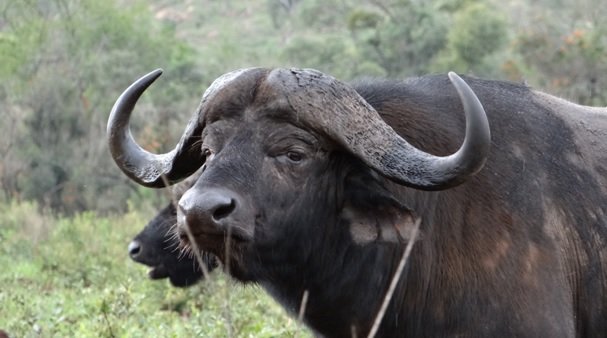 Buffalo on Tour on Durban Safari