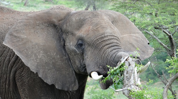 Durban day safari; Elephant