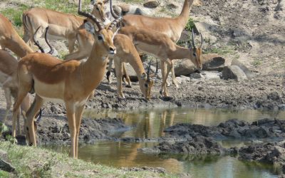 Impala : Dispelling the Myth