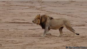 Lions hunting buffalo