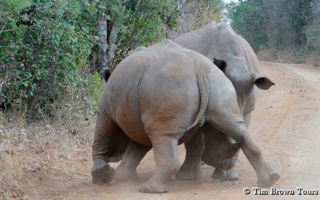 Rhino Fighting