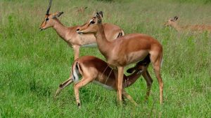 Impala Birth