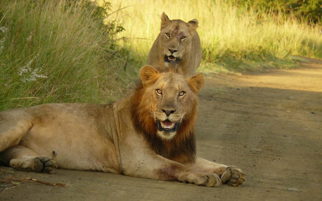 Big 5 Safari from Durban to Hluhluwe Imfolozi game reserve
