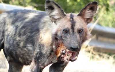 Hluhluwe game reserve shows off African Wild Dog
