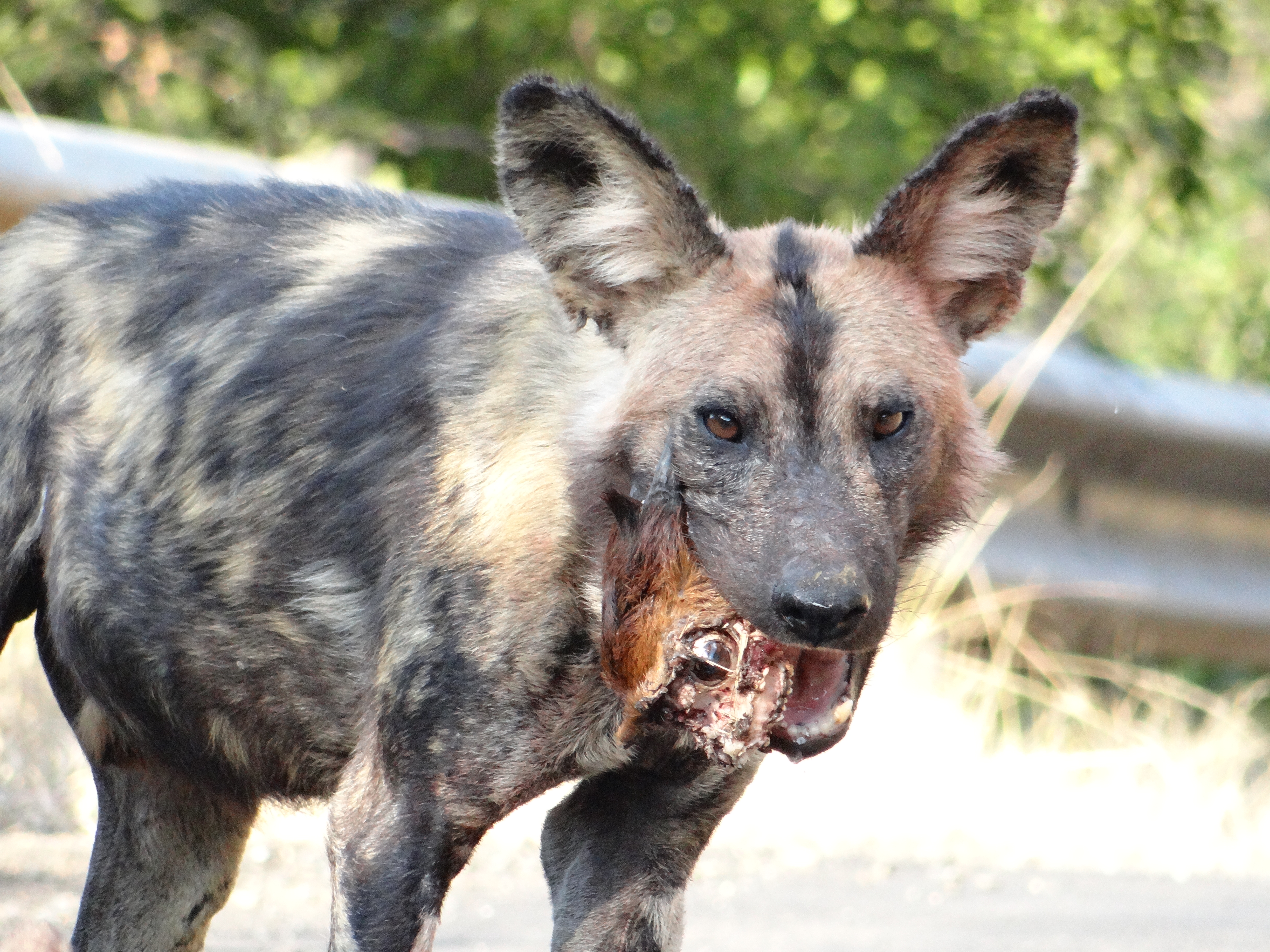 Hluhluwe Game Reserve - African Wild dog with Duiker head in mouth