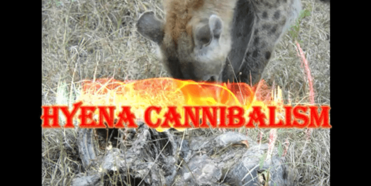 hyena cannibalism