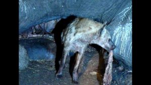 Hyena crawling inside a dead Elephant to feed