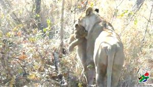 Lioness carries cub