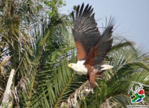 African Fish eagle in flight