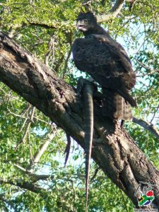 Crowned eagle with monitor lizard - birding