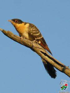Great spotted cuckoo JUV