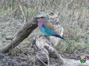 LBR Birding Durban