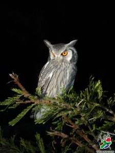Owl - Safari Birding