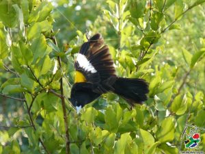Widow Bird Durban Safari