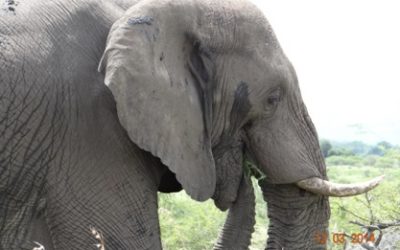 Durban 2 Day overnight Safari Tour to Hluhluwe Umfolozi Game reserve and St Lucia(Isimangeliso Wetland park) 12 – 13 March 2014