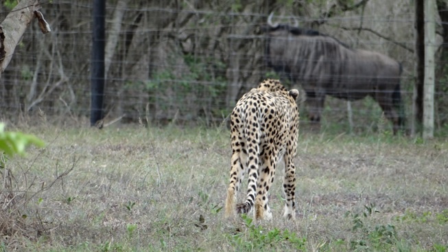 Durban safari