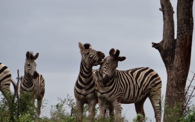 Durban safari tours