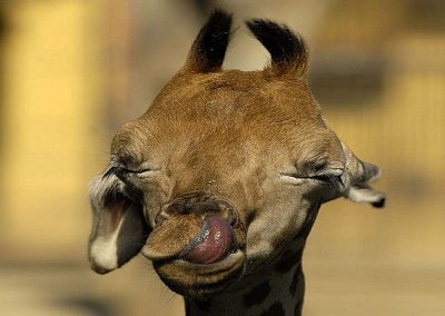 Giraffe with tongue in nose