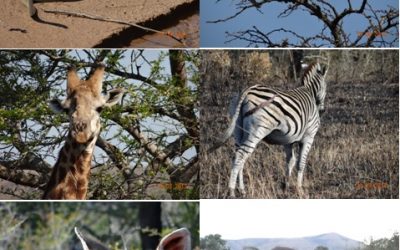 Hluhluwe Umfolozi 3 Day Safari Tour 18-20 August 2013