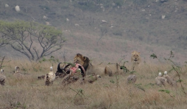 Hluhluwe game reserve safari