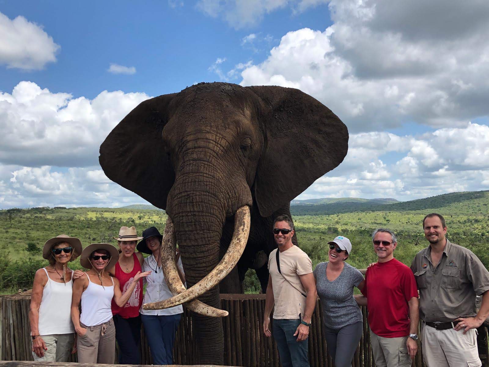Elephant interaction group