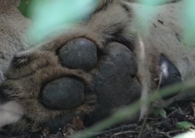 Picture of Lions Foot
