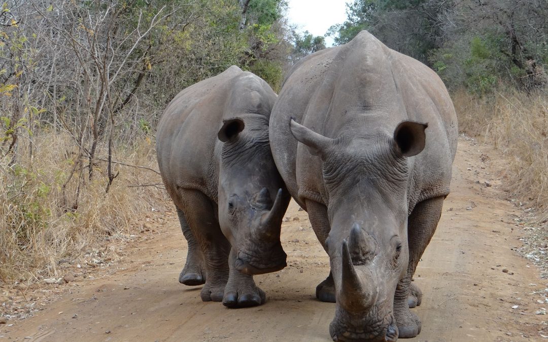 The White Rhino | Virtual Safaris