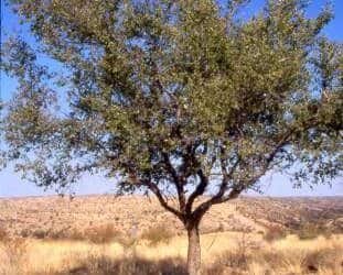 The interesting Buffalo thorn tree (Ziziphus Mucronata)