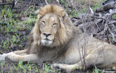 What are the Big 5 Part 2 – African Lion