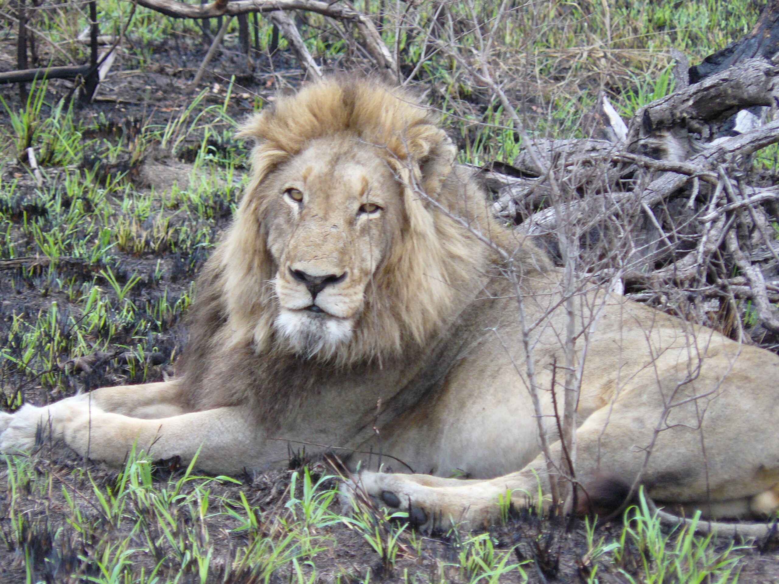 The Big Five African Lion South Africa with Tim Brown Tours