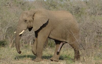 What are the Big 5? Part 3 – African Elephant