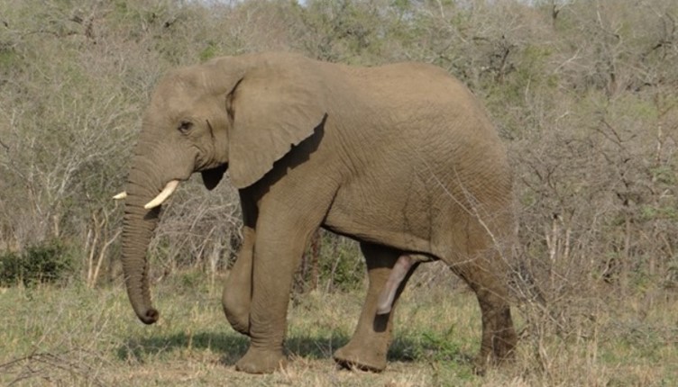 What are the Big 5? Part 3 – African Elephant