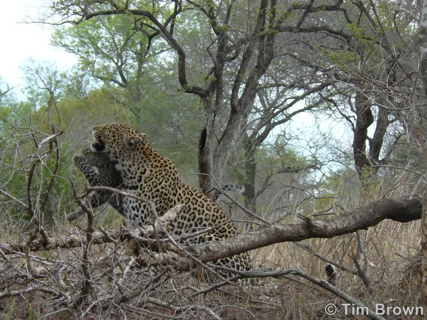Leopard cub plays with mom