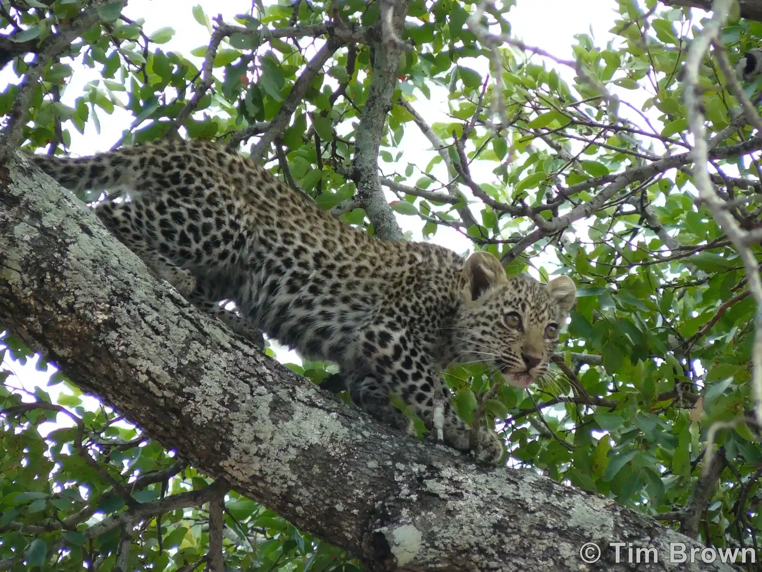Leopard cub spots the male Leopard from the tree